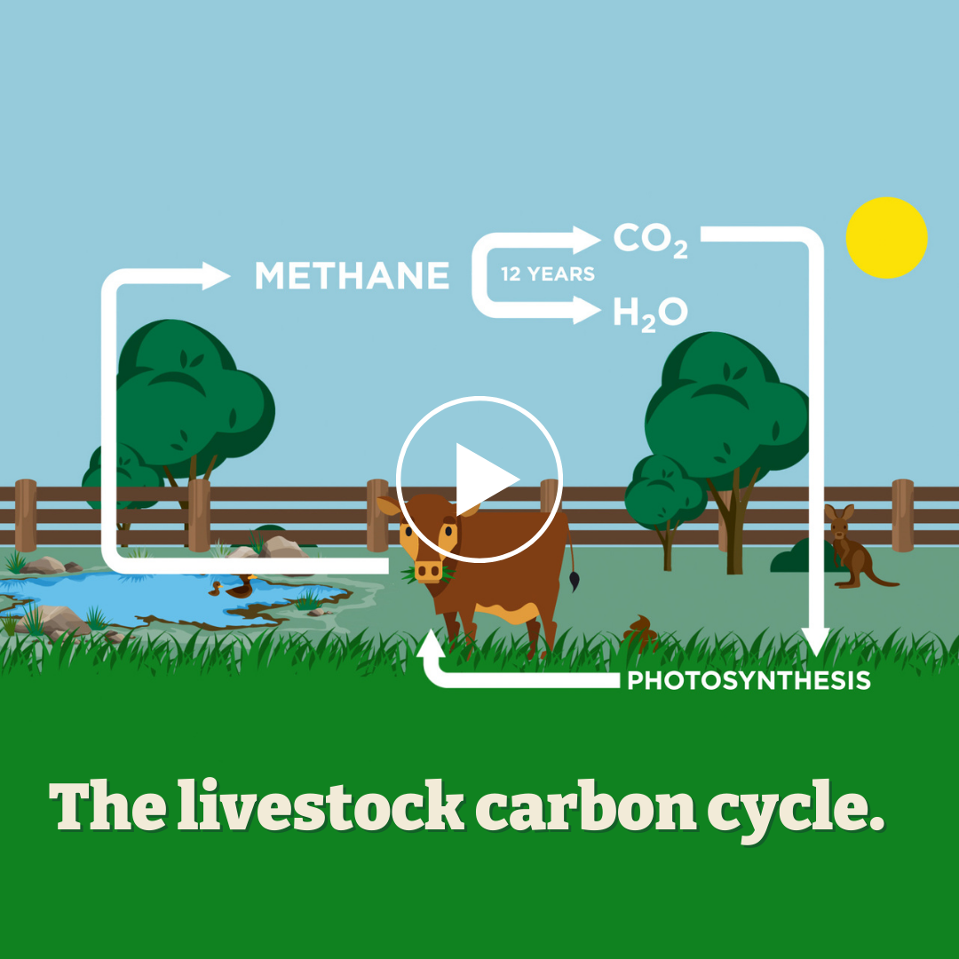The livestock carbon cycle