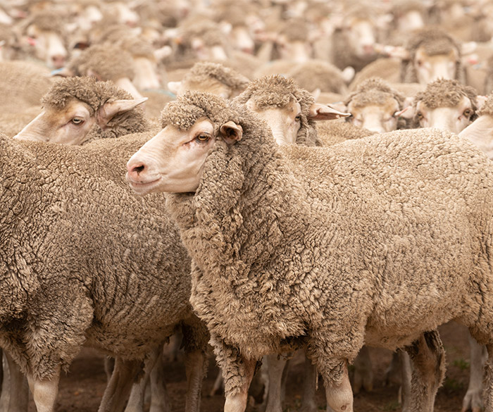 Largest exporter of sheep meat to the world