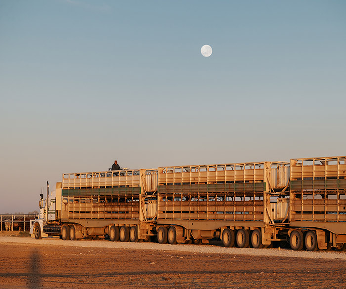 Strict standards govern livestock transport