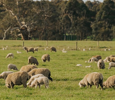 Australian Sheep Sustainability Framework