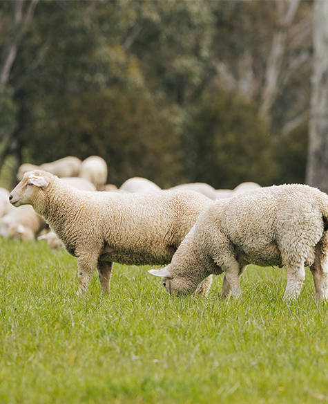 Humane treatment of animals