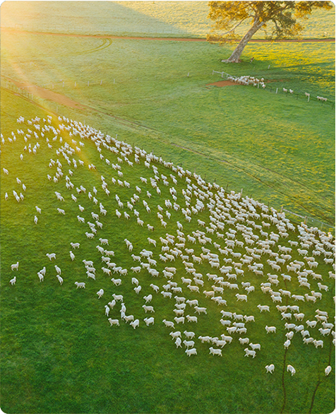 Carbon conscious beef and lamb farmer 