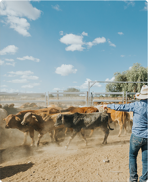 Live export practices