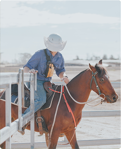 The role of feedlots