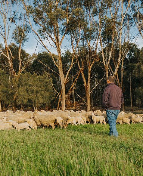 Five domains of animal welfare
