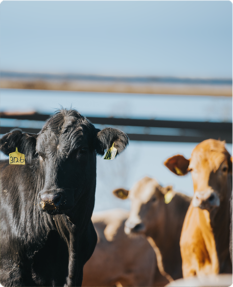 Hormone use and livestock