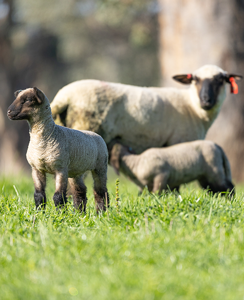 Raising the bar on quality