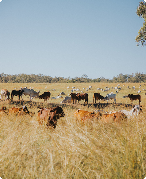 The truth about Australian land use