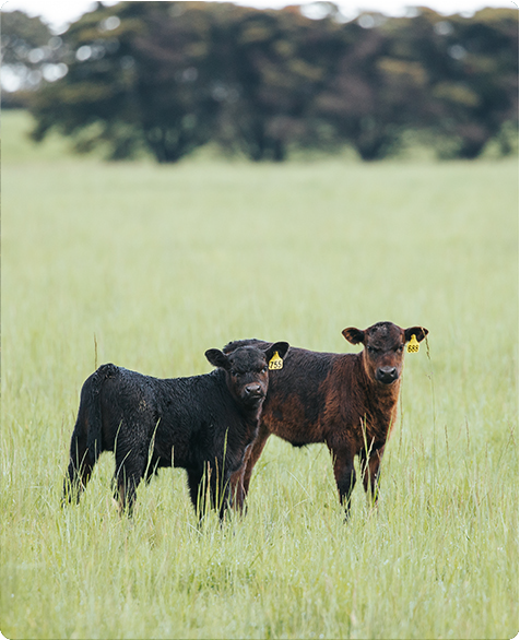 Providing pain relief