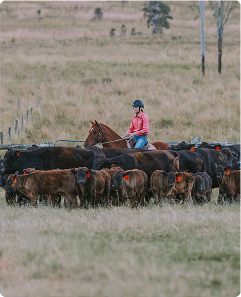 Breeding polled livestock