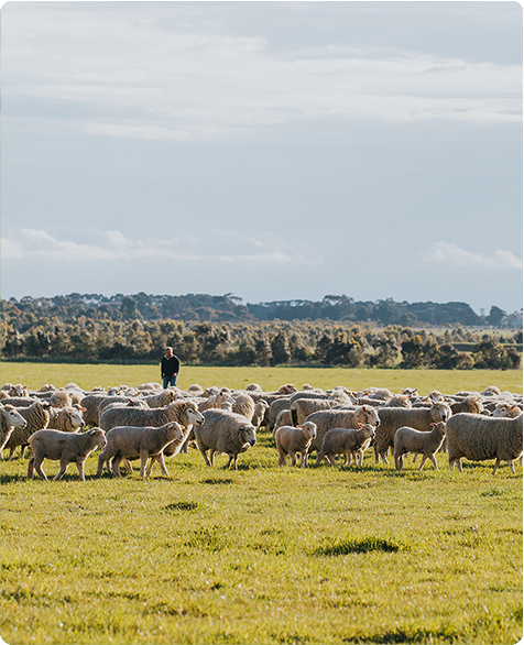 Red meat and mulesing