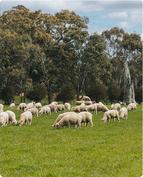 Red meat animal welfare standards