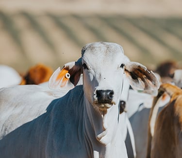 Meat & Livestock Australia