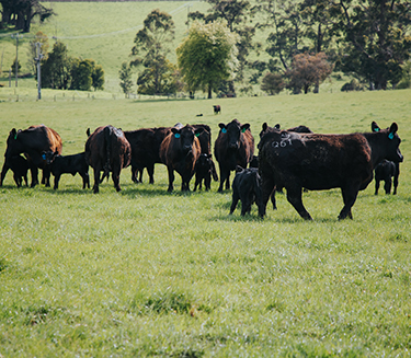 Meat & Livestock Australia - Carbon Neutral 2030