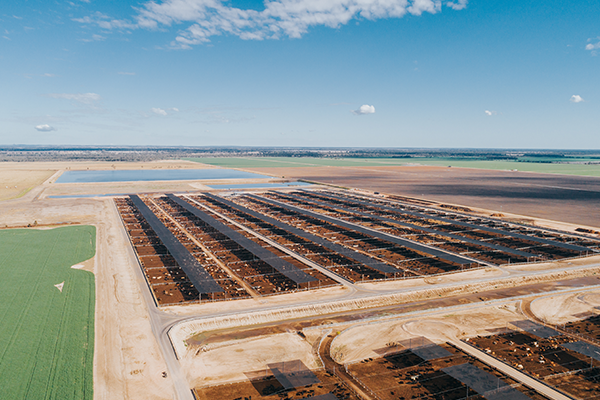 Animal-wellbeing-feedlot-shade-600x400.png