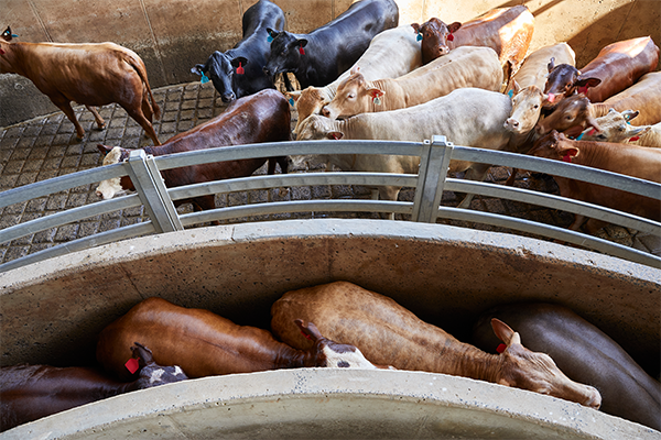 Cattle lining up