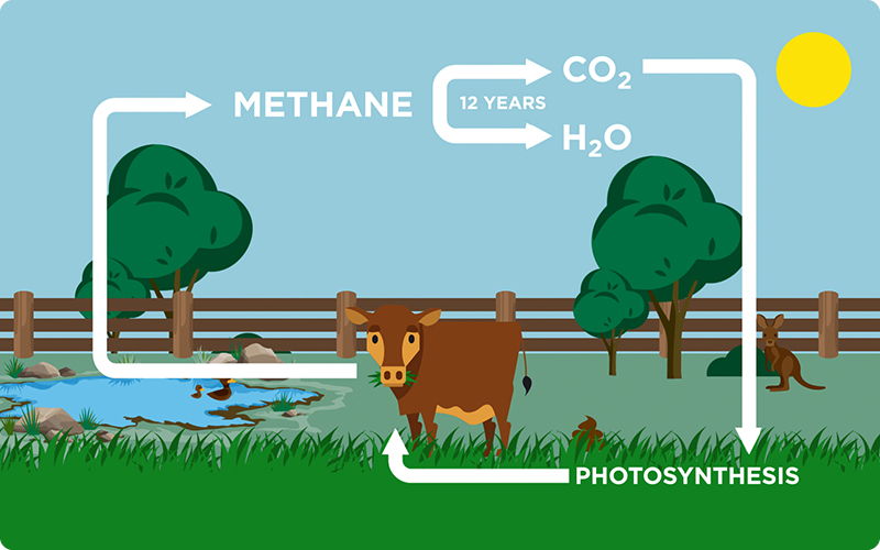 Biogenic carbon cycle | Australian Good Meat Biogenic carbon cycle | Australian Good Meat