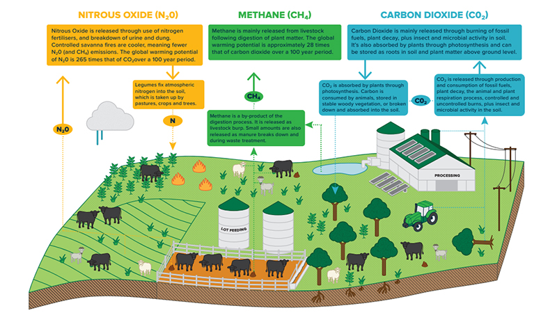 CN30 - diagram explaining how the red meat industry will achieve carbon neutrality by 2030