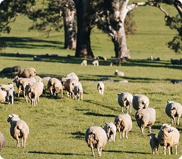 Meat & Livestock Australia