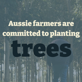 Caring for the trees